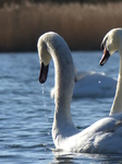 LZ00254 Swans on Cosmeston lakes.jpg